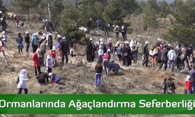 Bereket Ormanlarında Ağaçlandırma Seferberliği