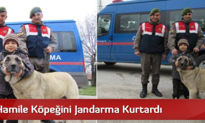 Çalınan Hamile Köpeğini Jandarma Kurtardı