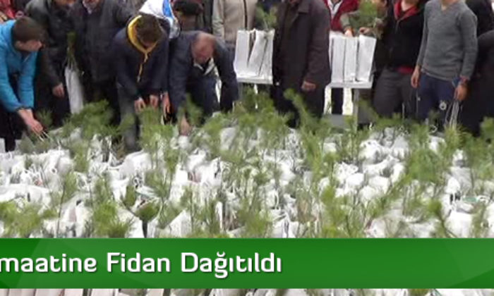 Cami Cemaatine Fidan Dağıtıldı