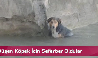 Nehre Düşen Köpek İçin Seferber Oldular