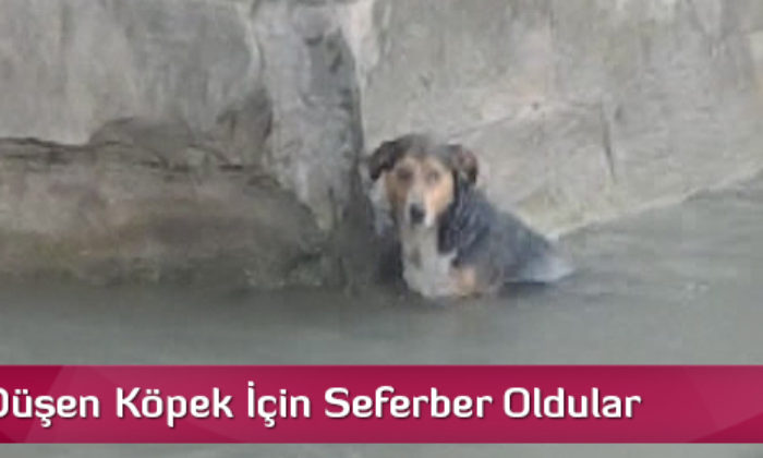 Nehre Düşen Köpek İçin Seferber Oldular