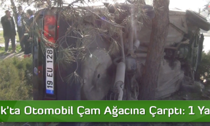 Osmancık’ta Otomobil Çam Ağacına Çarptı: 1 Yaralı