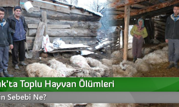 Osmancık’ta Toplu Hayvan Ölümleri
