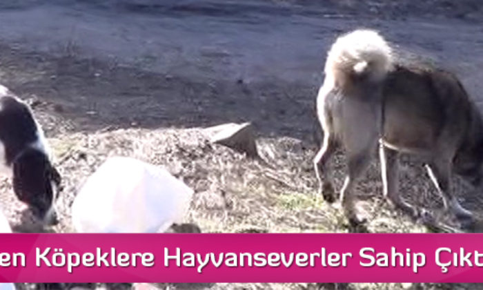 Terk Edilen Köpeklere Hayvanseverler Sahip Çıktı