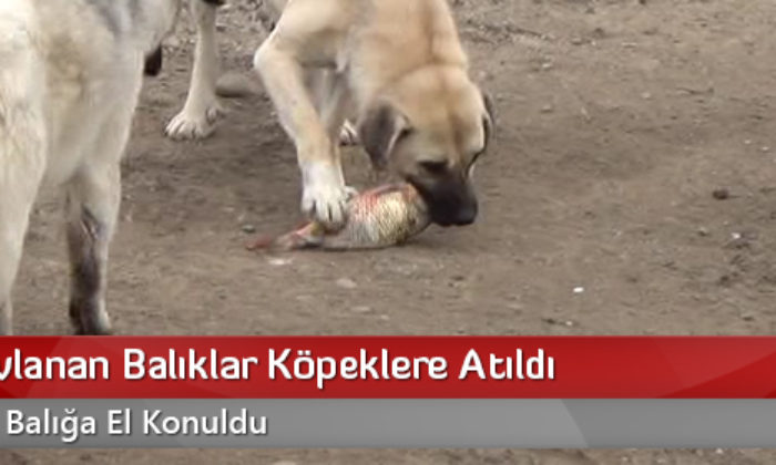 Kaçak Avlanan Balıklar Köpeklere Atıldı