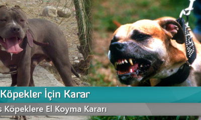 Tehlikeli Köpekler İçin Karar