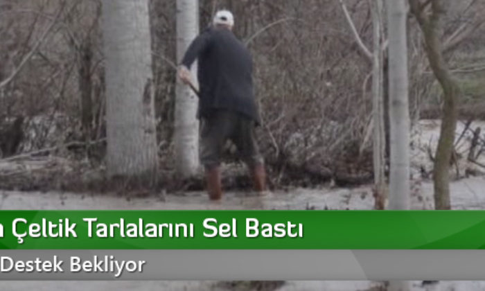 Tosya’da Çeltik Tarlalarını Sel Bastı
