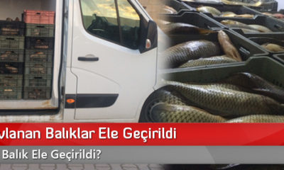 Kaçak Avlanan Balıklar Ele Geçirildi