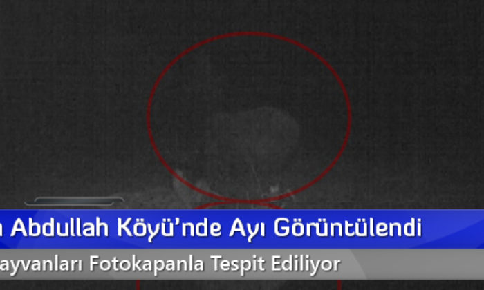 Kargı’nın Abdullah Köyü’nde Ayı Görüntülendi