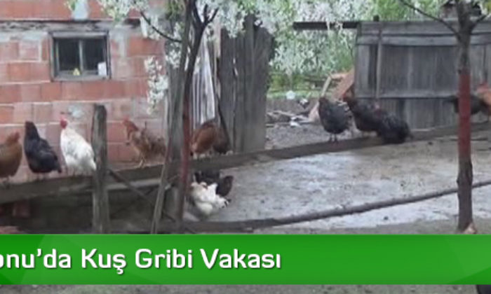 Kastamonu’da Kuş Gribi Vakası