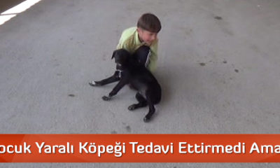 Küçük Çocuk Yaralı Köpeği Tedavi Ettiremedi Ama …