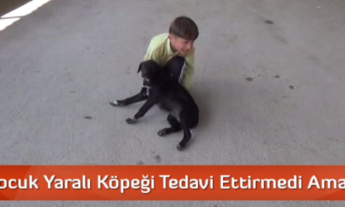 Küçük Çocuk Yaralı Köpeği Tedavi Ettiremedi Ama …