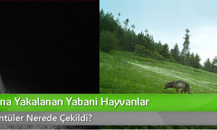 Fotokapana Takılan Yaban Hayvanları