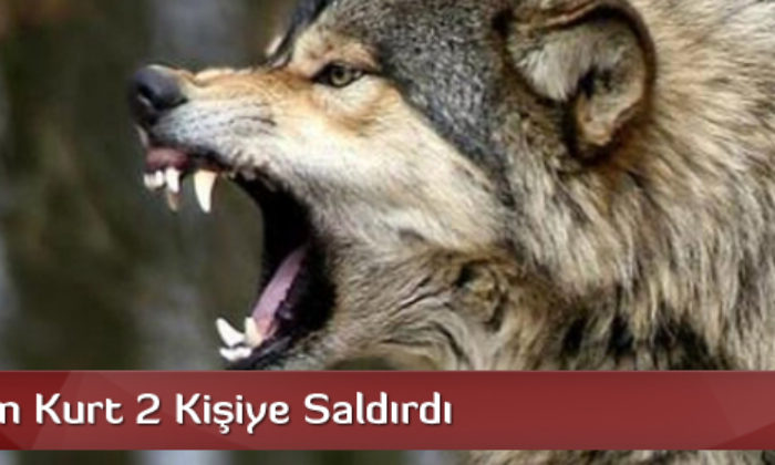 Köye İnen Kurt 2 Kişiye Saldırdı