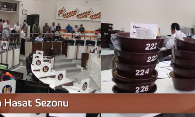 Buğday’da Hasat Sezonu