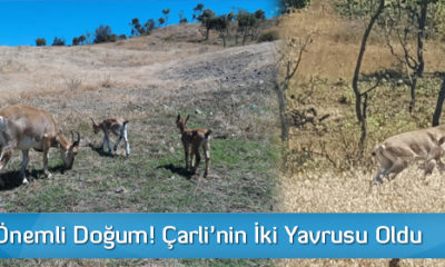 Sıklık’ta Önemli Doğum!