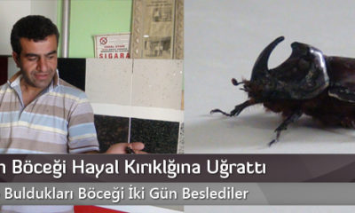 Gergedan Böceği Hayal Kırıklığına Uğrattı