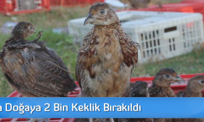 Çorum’da Doğaya İki Bin Keklik Bırakıldı