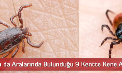 9 Kentte Kene Alarmı!