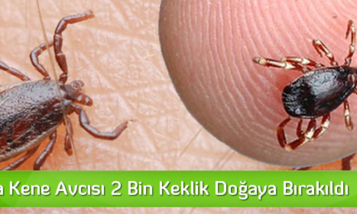 Çorum’da Keneyle Mücadele