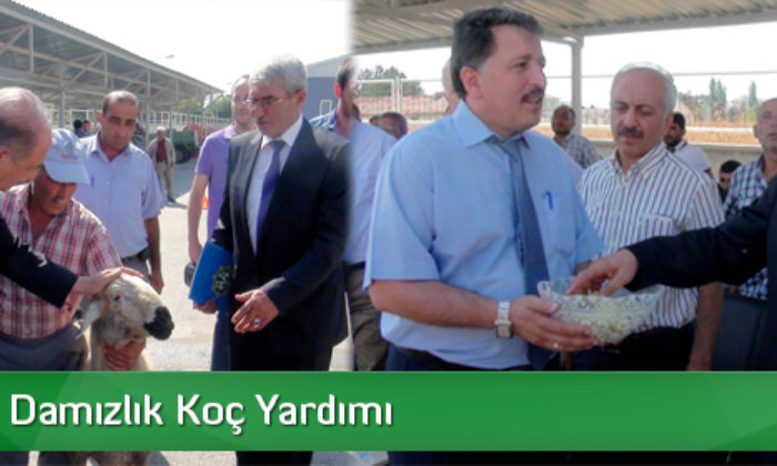 Çiftçilere Damızlık Koç Dağıtımı