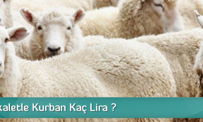 Bu Yıl Vekaletle Kurban Kaç Lira ?