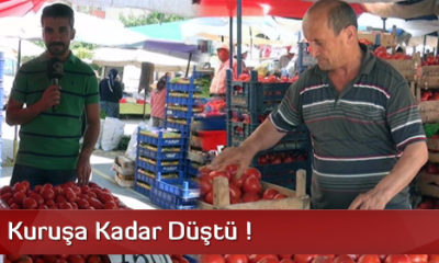 Domates Fiyatları Yarı Yarıya Düştü