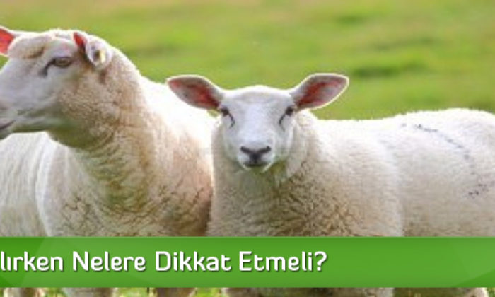 Kurbanlık Seçerken Nelere Dikkat Edilmeli?