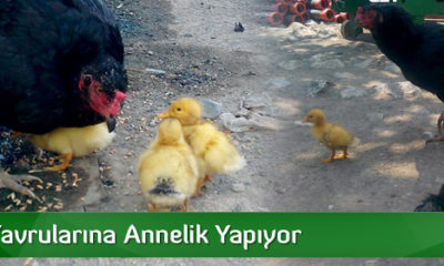 Ördek Yavrularına Annelik Yapıyor