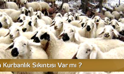 Çorum’da Kurbanlık Sıkıntısı Yok