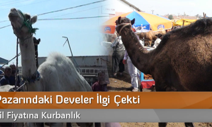 Kurban Pazarındaki Develer İlgi Çekti