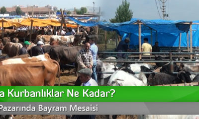Çorum’da Kurbanlıklar Ne Kadar?
