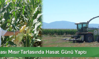 Çorum Çiftçisi Silajlık Mısır İle Tanıştı