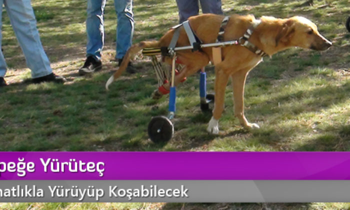 Felçli Köpeğe Yürüteç
