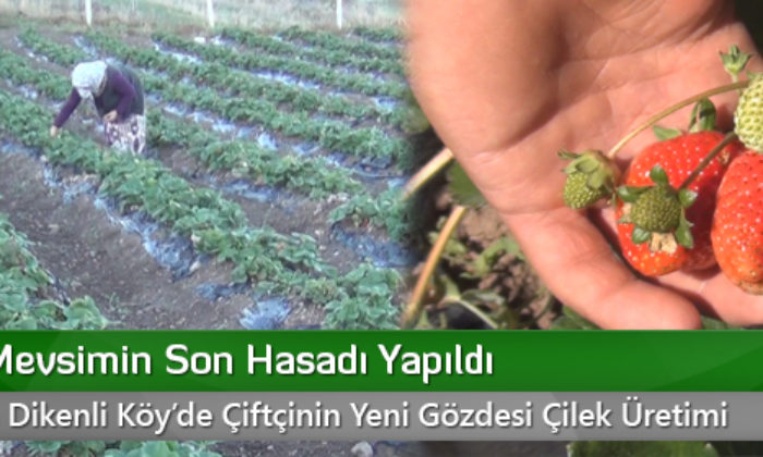Çilekte Mevsimin Son Hasadı Yapıldı