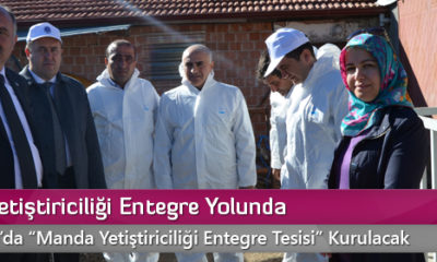 Manda Yetiştiriciliği Entegre Yolunda