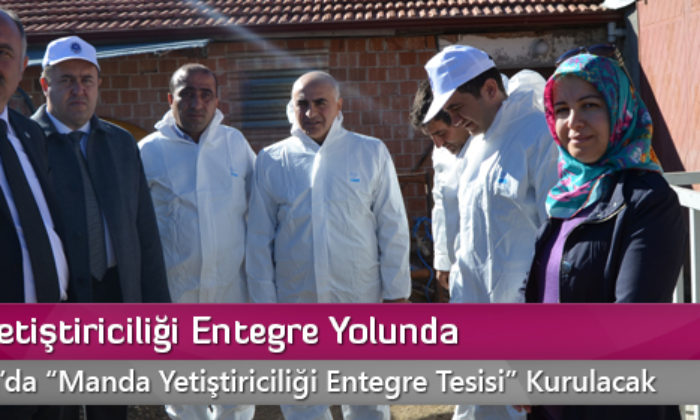 Manda Yetiştiriciliği Entegre Yolunda