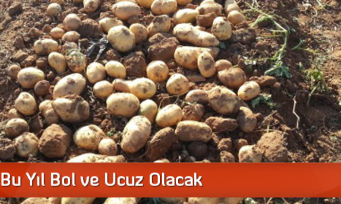 Patates Bu Yıl Bol ve Ucuz Olacak