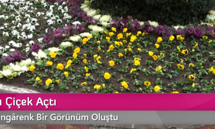 Sungurlu Çiçek Açtı