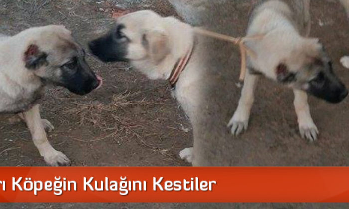 Çaldıkları Köpeğin Kulağını Kestiler