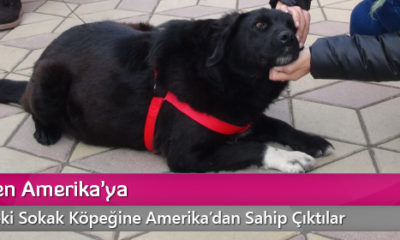 Çöplükten Amerika’ya