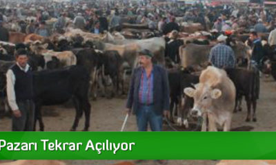 Hayvan Pazarı Tekrar Açılıyor