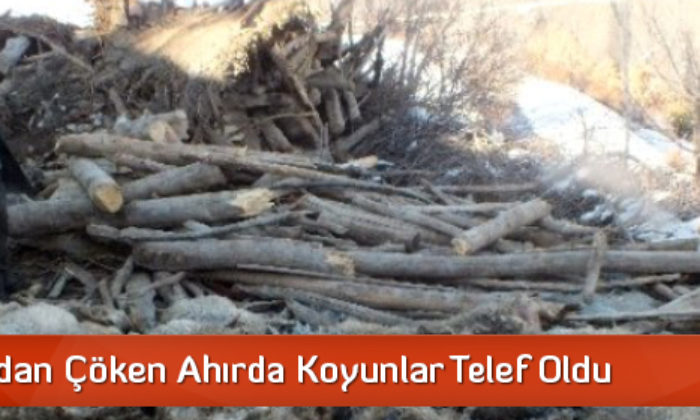 Heyelandan Çöken Ahırda Koyunlar Telef Oldu