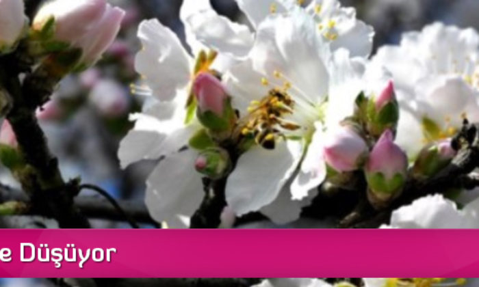 İlk Cemre Düşüyor