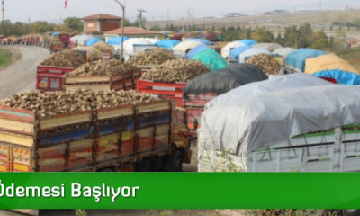 Pancar Ödemesi Başlıyor