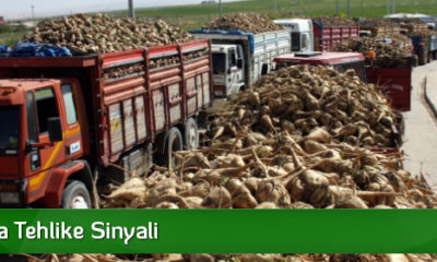 Pancarda Tehlike Sinyali