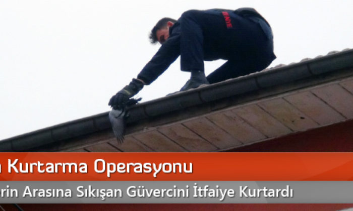 Güvercin Kurtarma Operasyonu