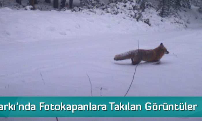 Tabiat Parkı’nda Fotokapanlara Takılan Görüntüler