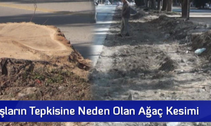 Vatandaşların Tepkisine Neden Olan Ağaç Kesimi
