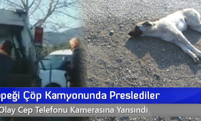 Yaralı Köpeği Çöp Kamyonunda Preslediler